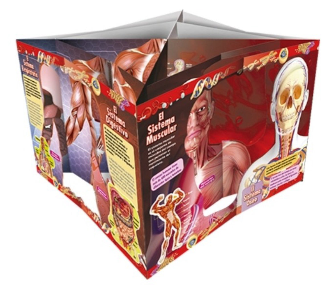 Explorando En 3D El Cuerpo Humano Fabulosos Pop Ups