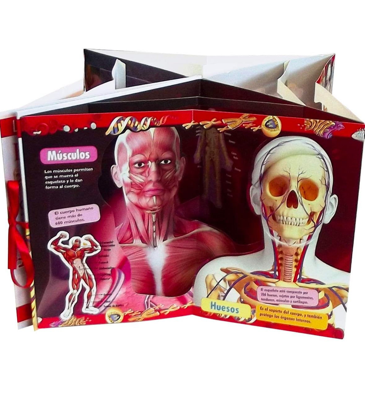 Explorando En 3D El Cuerpo Humano Fabulosos Pop Ups